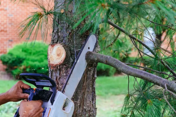 Reliable Tree Trimming Service Tree Trimming Service