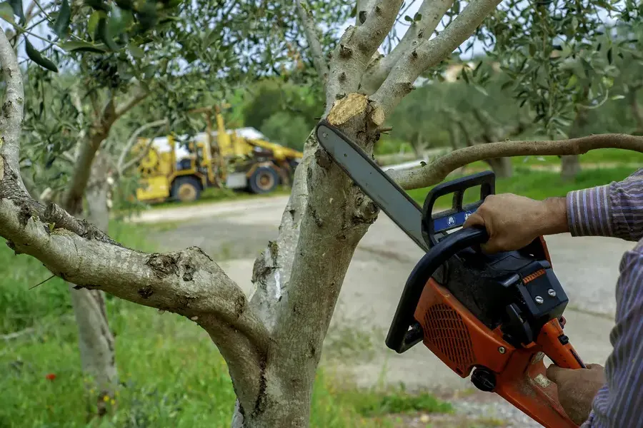 Benefits Of Regular Tree Trimming For Healthy Growth Markham, IL Benefits Of Regular Tree Trimming For Healthy Growth Markham, IL