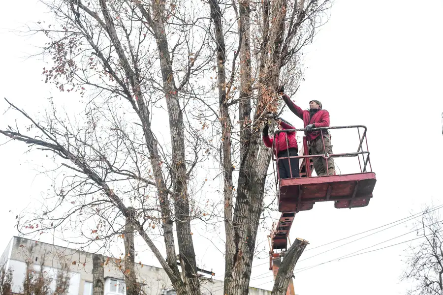 Benefits Of Regular Tree Trimming For Healthy Growth in Markham, IL Benefits Of Regular Tree Trimming For Healthy Growth in Markham, IL