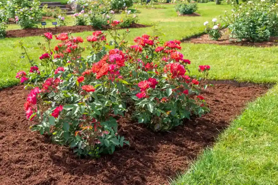 Common Mulching Mistakes Landscapers Should Avoid in Markham, IL Common Mulching Mistakes Landscapers Should Avoid in Markham, IL