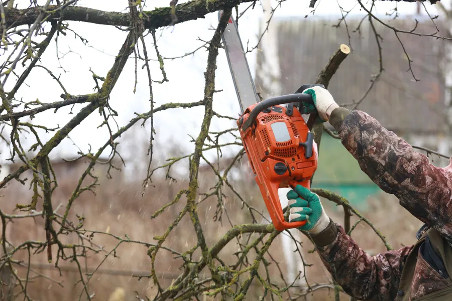 Excellent Tree Trimming Service Markham, IL Excellent Tree Trimming Service Markham, IL