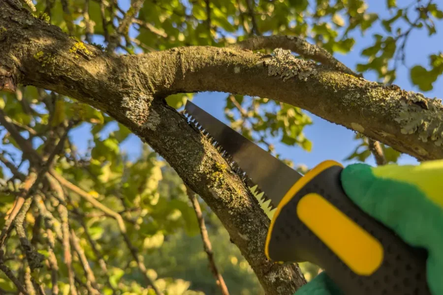 Experienced Tree Trimming Service Markham, IL Experienced Tree Trimming Service Markham, IL