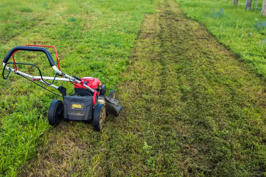 How Lawn Dethatching Improves Grass Health and Growth Markham, IL How Lawn Dethatching Improves Grass Health and Growth Markham, IL