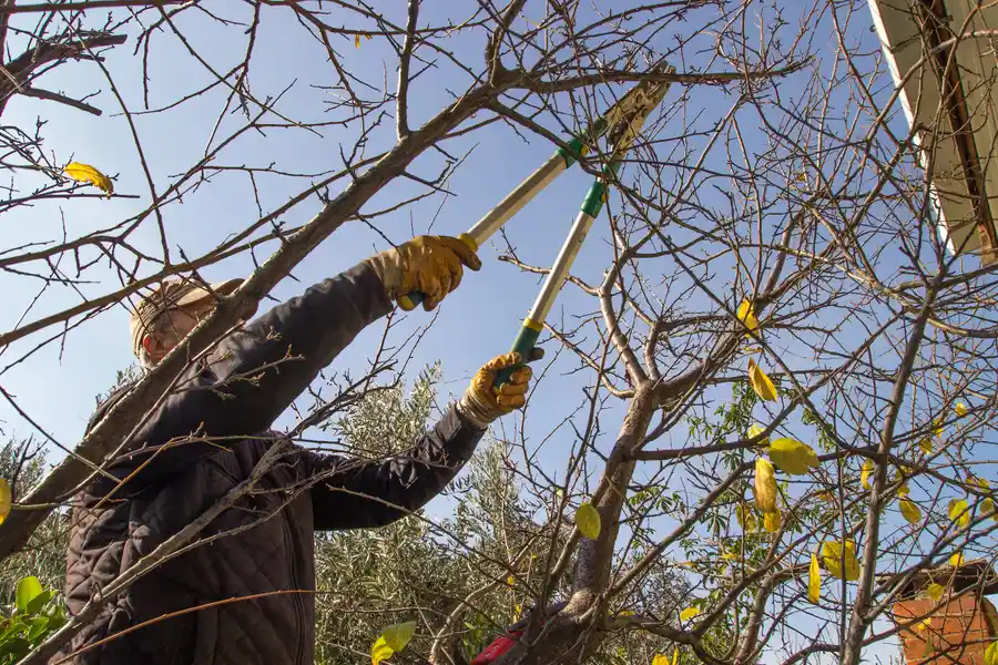 How Tree Trimming Encourages Stronger Branch Structure Markham, IL How Tree Trimming Encourages Stronger Branch Structure Markham, IL