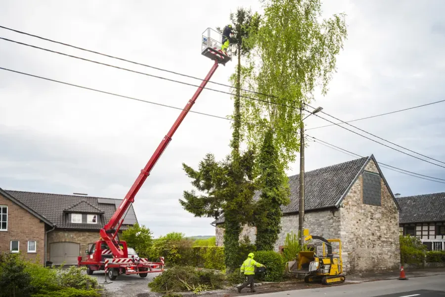 How Tree Trimming Encourages Stronger Branch Structure in Markham, IL How Tree Trimming Encourages Stronger Branch Structure in Markham, IL