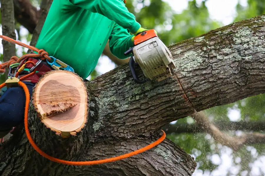 Premium Tree Trimming Service Markham, IL Premium Tree Trimming Service Markham, IL