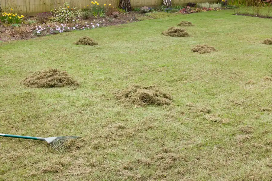 Signs Your Lawn Needs Professional Dethatching Service Markham, IL Signs Your Lawn Needs Professional Dethatching Service Markham, IL