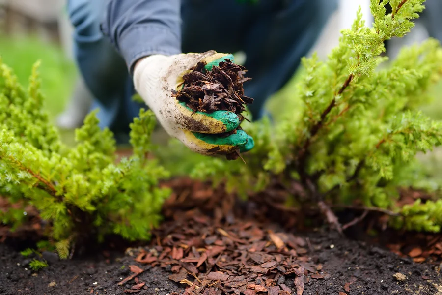 Understanding The Role Of Mulching In Soil Health in Markham, IL Understanding The Role Of Mulching In Soil Health in Markham, IL